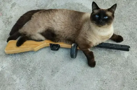 Объявления о пропавших и найденных животных, Тверь, фото: Пропала кошка на Сержанта Елизарова, 15