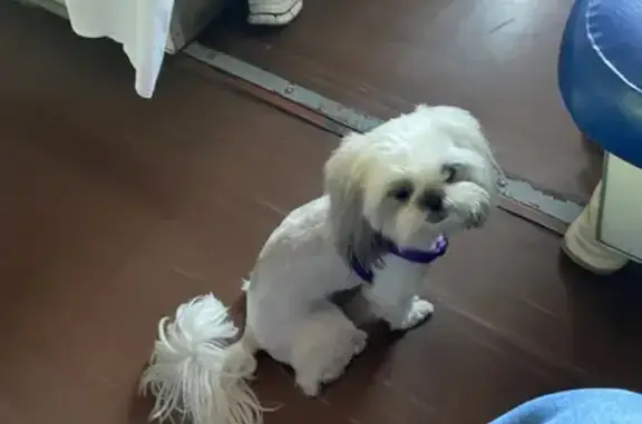 Собаки потеряшки, Усатова Балка, фото: Потеряшка собака, Чехова 17, Усатова Балка