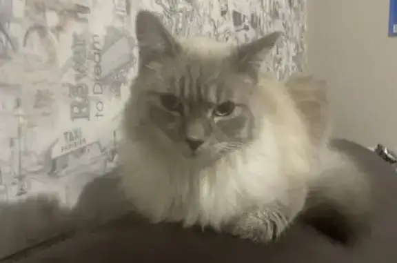 Найденные животные Ханты-Мансийский район, фото: Найдена кошка, ХМАО — Югра