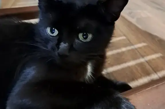 Найдена кошка с котятами, Лесная ул., МО