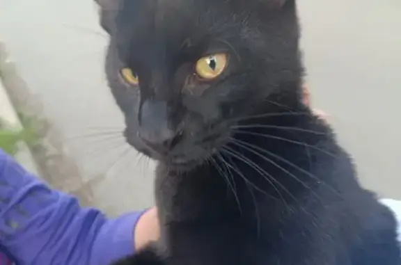 Найденные животные Тверь, фото: Найден кот на ул. Седова, 14, Тверь.