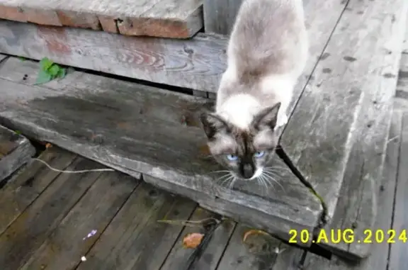 Найдена кошка, Сыктывкар, фото: Найдена сиамская кошка, Проезд 2, д. 35