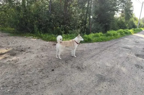 Найдена собака, Морозовское, фото: Найдена собака, Кольцевая 1, Морозовское