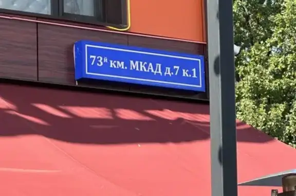 Найдена хаски, Ильинка, Москва, МКАД 73 км