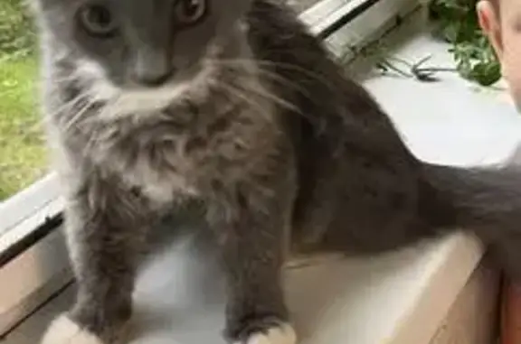 Кошки потеряшки, Рязань, фото: Потеряшка кошка, Энгельса 16, Рязань