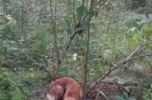 Найдена собака, Московская область, фото: Найдена собака в снт Дубосеково 51уч МО