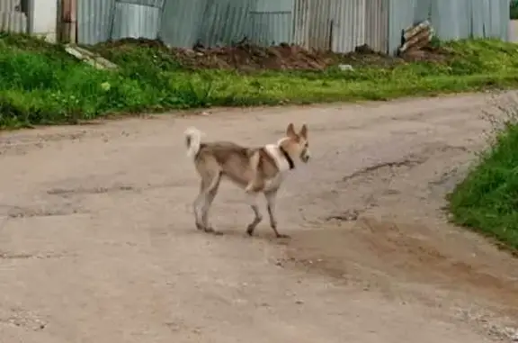 Найдена лайка, Садовая ул., Удмуртия