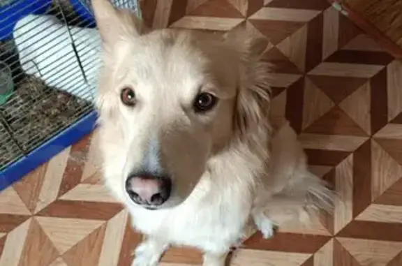 Собаки потеряшки, Юный Ленинец, фото: Потеряшка собака, Юбилейная ул., Юный Ленинец