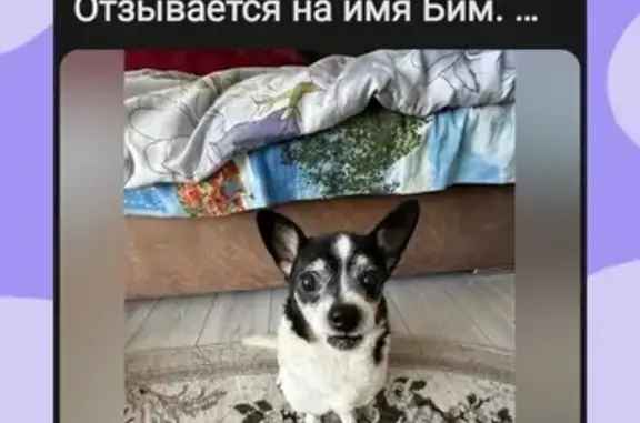 Собаки потеряшки, Металлплощадка, фото: Потеряшка собака, Кемеровская ул. 61, Кемерово