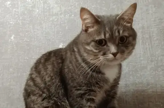 Объявления о пропавших и найденных животных, Тверь, фото: Пропал кот Барс, ул. Железнодорожников, 35
