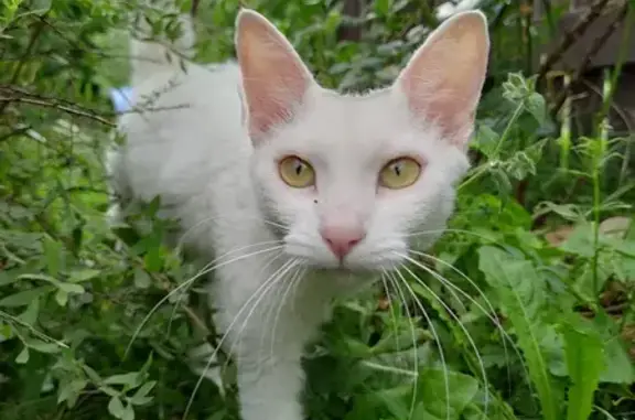 Пропала белая кошка, Купавна Лайф, МО