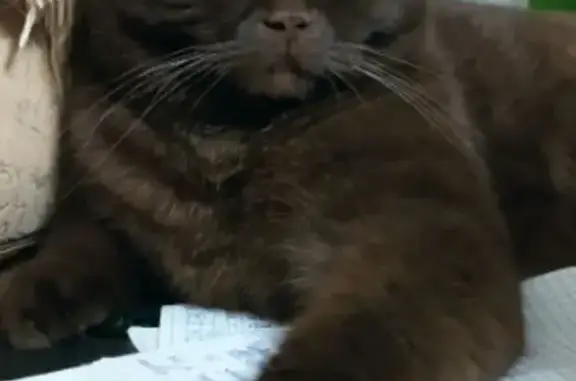 Объявления о пропавших и найденных животных, Удомля, фото: Пропала кошка на Советской ул., Удомля