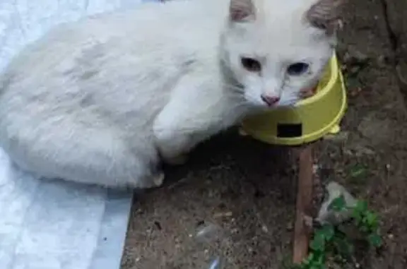 Найдена кошка, Дзержинск, фото: Найдена кошка, пр. Циолковского, 54, Дзержинск