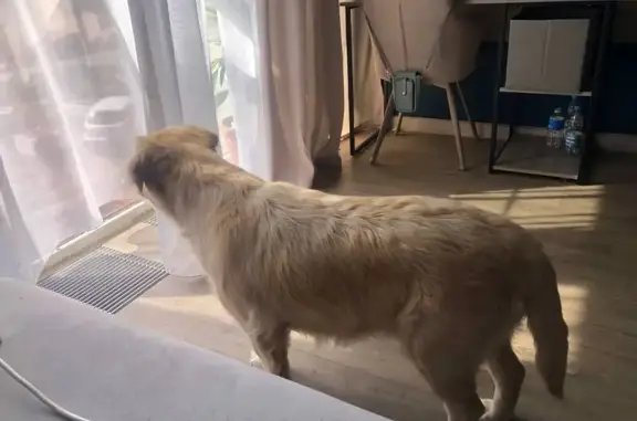 Собаки потеряшки, Волжский, фото: Потеряшка собака Айза, Волжский, Волгоградская обл.