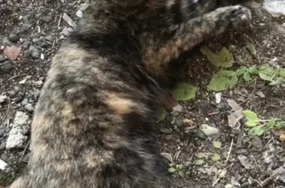 Найдена кошка, Кильдинстрой, фото: Найдена кошка, Набережная ул., 6, Кильдинстрой