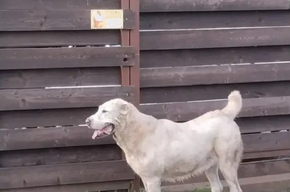 Найдена собака, Элитовский сельсовет, фото: Найдена алабаиха, Радостная ул., Элитовский