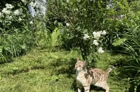 Пропал бенгальский кот, Заречная, 5, Щёлково