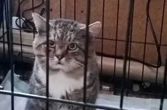 Найденные животные Тверь, фото: Кошка найдена: ул. Карла Маркса, Тверь