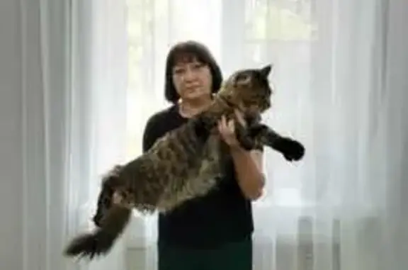 Потерянные животные Тамбов, фото: Пропал мейн-кун, Солнечная ул., 5, Тамбов