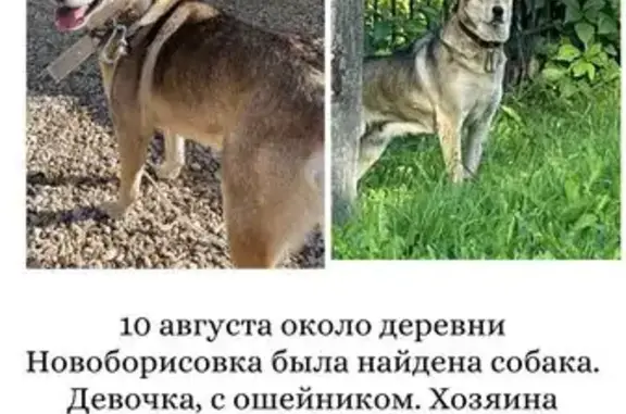 Найдена собака! 46Н-06060, МО