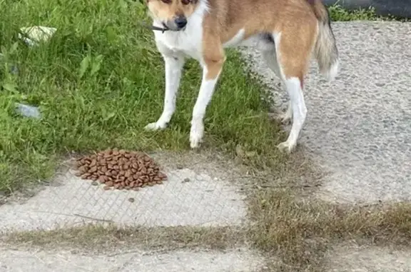 Найденные животные Нижневартовск, фото: Собака найдена на СОНТ КЕДРОВЫЙ, Нижневартовск