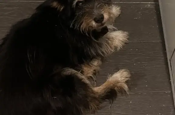 Собаки потеряшки, Дзержинск, фото: Потеряшка собака в Дзержинске, Иркутская обл.