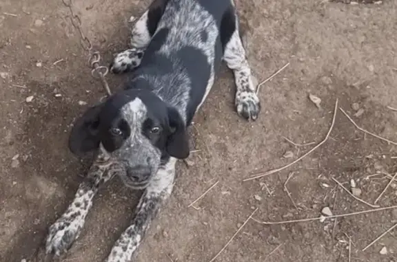 Найденные животные Агаповка, фото: Найдена собака, Степная ул., Агаповка