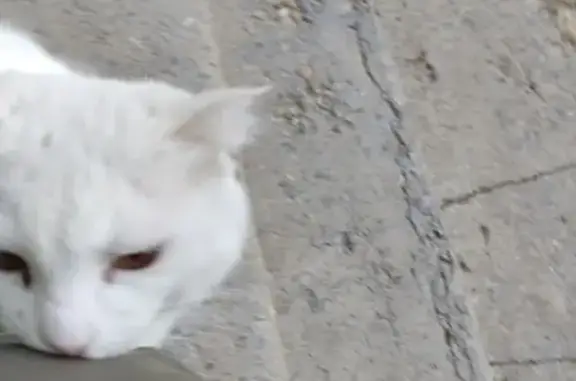 Найдена кошка, Пионерская ул., 42, Волжский