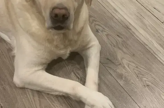 Собаки потеряшки, , фото: Потеряшка собака в Костромино, Калининградская обл.