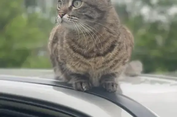 Кошки потеряшки, Иркутск, фото: Потеряшка кошка, Радищева, Иркутск