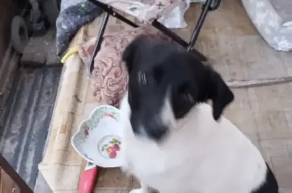 Найдена собака, Верхозим, фото: Найдена собака, 58К-143, Верхозим