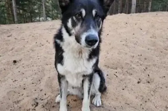 Найдена собака у озера, Серёдкинская волость