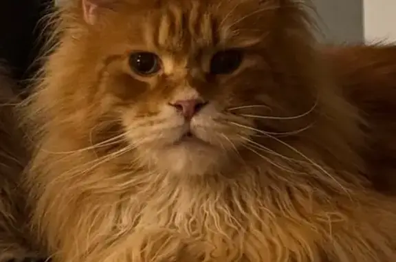 Объявления о пропавших и найденных животных, Тверь, фото: Пропала кошка, Хуторская ул., 3, Тверь