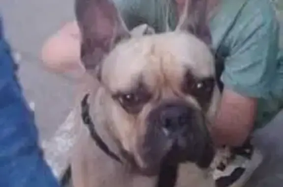 Собаки потеряшки, Теряево, фото: Потеряшка собака, ул. Морских Пехотинцев, 5