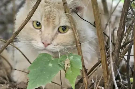 Кошка найдена в Расторгуевском переулке, Москва