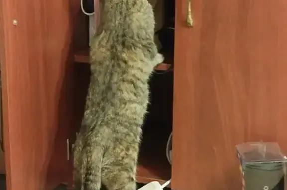 Кошки потеряшки, Южный, фото: Потеряшка кошка, Чайковского 5, Южный