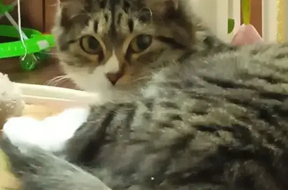 Кошки потеряшки, Заветы Ильича, фото: Потеряшка кошка, ул. Николаева, 1, Заветы Ильича