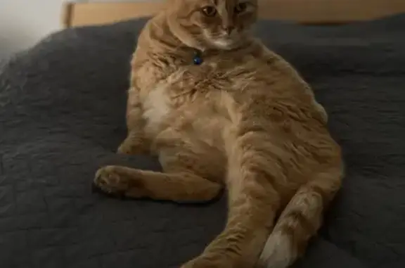 Пропал кот, Доброград, Берёзовая 4