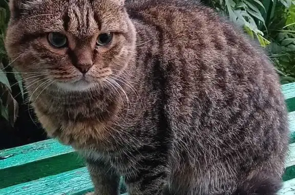 Кошка ищет хозяев, Московский тракт, Тюмень