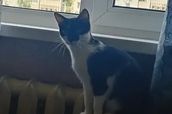 Объявления о пропавших и найденных животных, Тверь, фото: Пропала кошка, бульвар Гусева, 17, Тверь