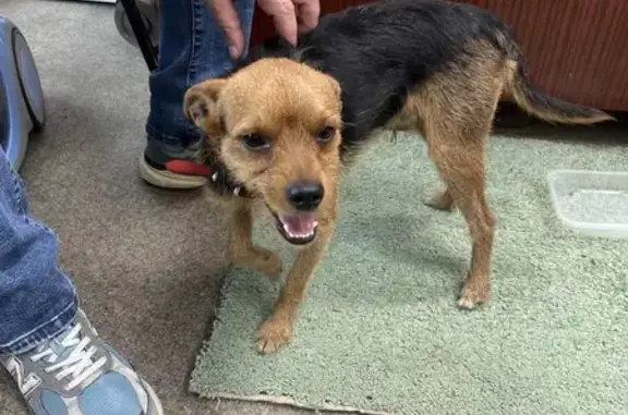 Найденные животные Курск, фото: Собака найдена, Полевая ул., Курск