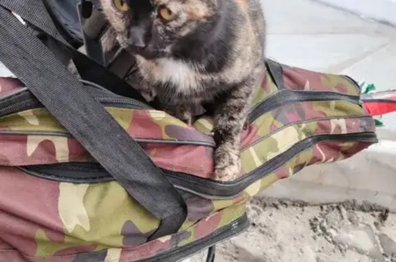 Найдена кошка, Покачи, фото: Найдена кошка, Комсомольская ул. 6/1, Покачи