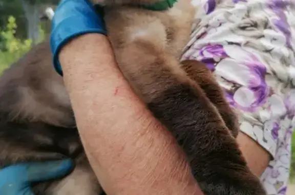 Объявления о пропавших и найденных животных, Колпаки, фото: Кировская область: найдена сиамская кошка в Ганино