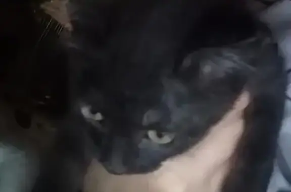 Объявления о пропавших и найденных животных, Тамбов, фото: Пропала кошка, Весенняя ул., Тамбов