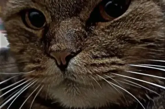 Кошки потеряшки, Шихово, фото: Потеряшка кошка, ул. Утренняя, 1А, Шихово