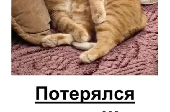Кошки потеряшки, Рязань, фото: Потеряшка кошка Симба, ул. Бирюзова, 22 к1