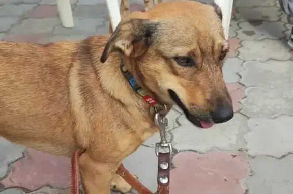 Собаки потеряшки, Кашмаши, фото: Потеряшка собака, Молодёжная ул., Кашмаши