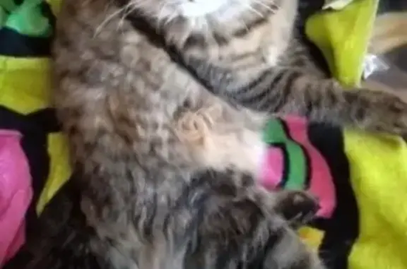 Кошки потеряшки, Липецк, фото: Потеряшка кошка, Липецк, Липецкая область