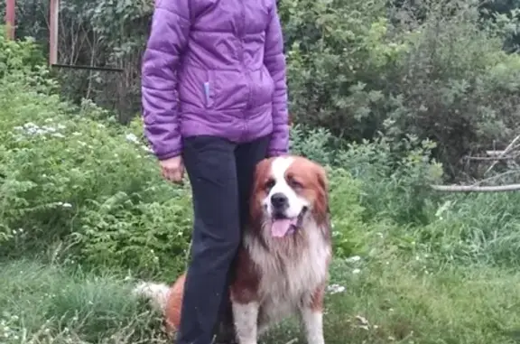 Найдена собака, Вистинское, фото: Найдена собака, Вистинское с/п, 41А-007