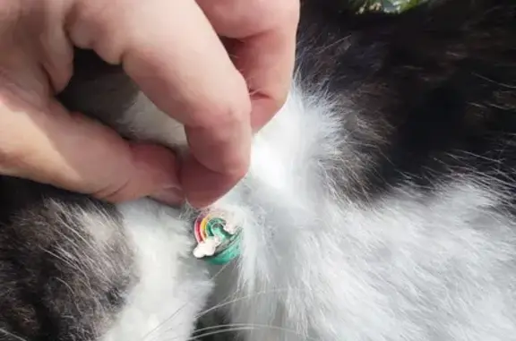 Найденные животные Пенза, фото: Найдена кошка на Токарной 16 в Пензе